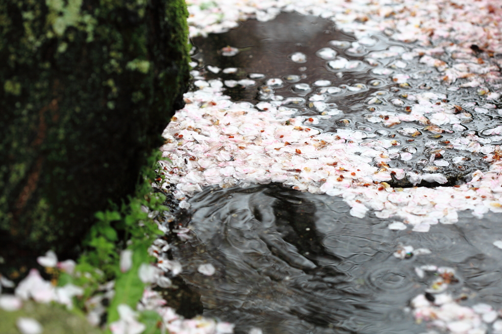 水溜りの落花模様