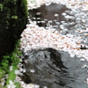 水溜りの落花模様