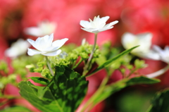 墨田の花火