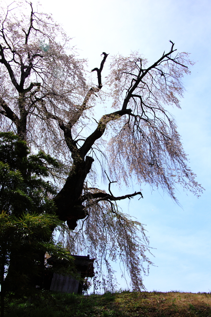 城の腰の枝垂れ桜