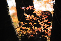 ドウダンツツジの紅葉