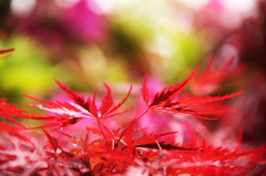 花に負けじと～～