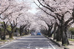 豊田高専前の桜並木