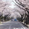 豊田高専前の桜並木