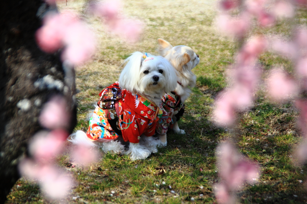 ワンちゃんも花見～～