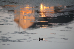 カイツブリの夕泳
