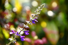 温室の花