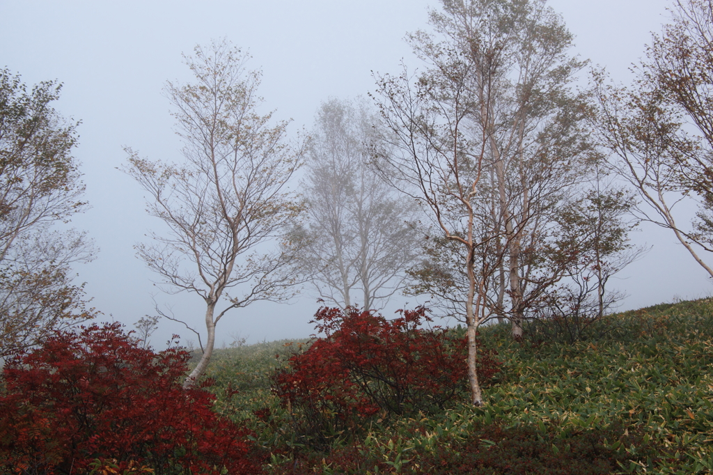 白樺トナナカマド