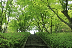 新緑の階段