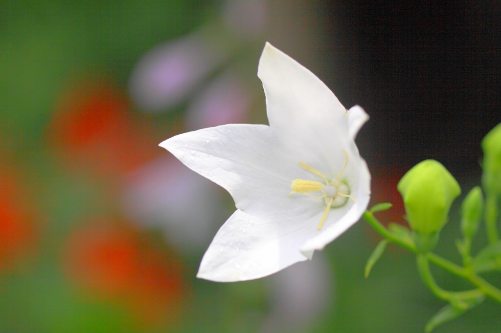 白桔梗の花