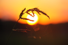 稗と蜘蛛の巣の夕陽