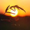 稗と蜘蛛の巣の夕陽