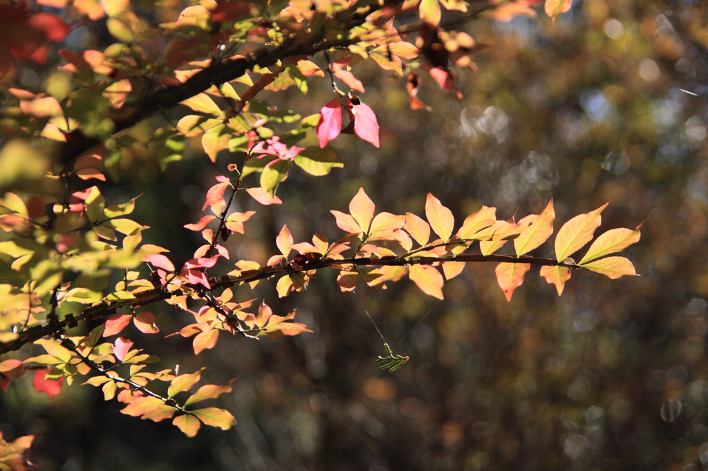 ニシキギの紅葉