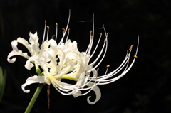 曼珠沙華１