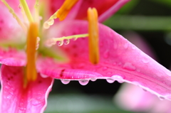 百合の花雫４