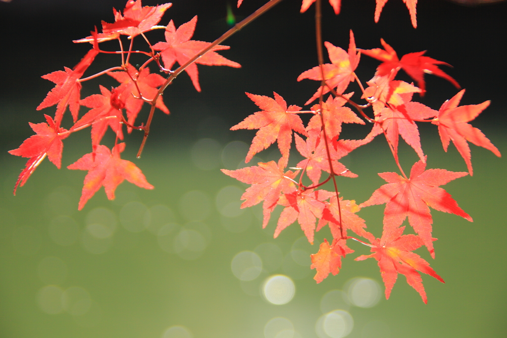 大沢池紅葉４