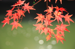 大沢池紅葉４