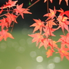 大沢池紅葉４