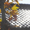 瓦の輝きと紅葉