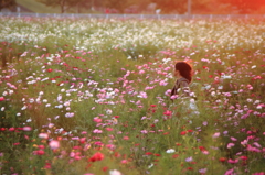 秋桜畑