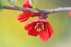 木瓜の花かんざし