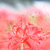 花彩