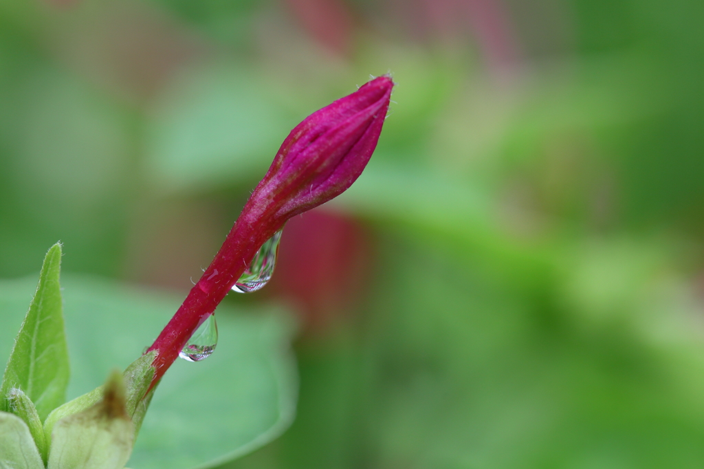 白粉花の雫