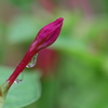 白粉花の雫