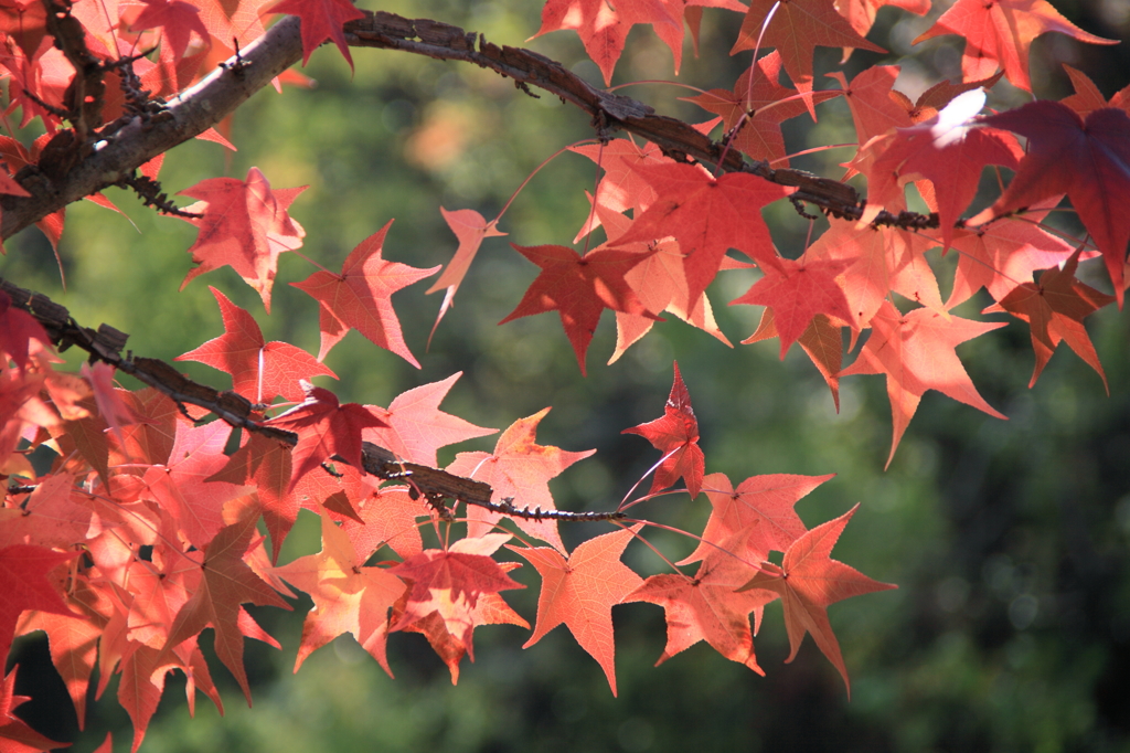 楓の紅葉