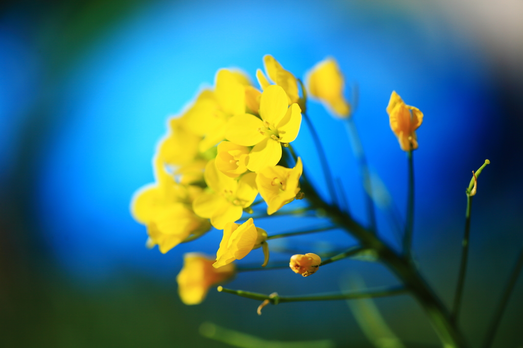 菜の花