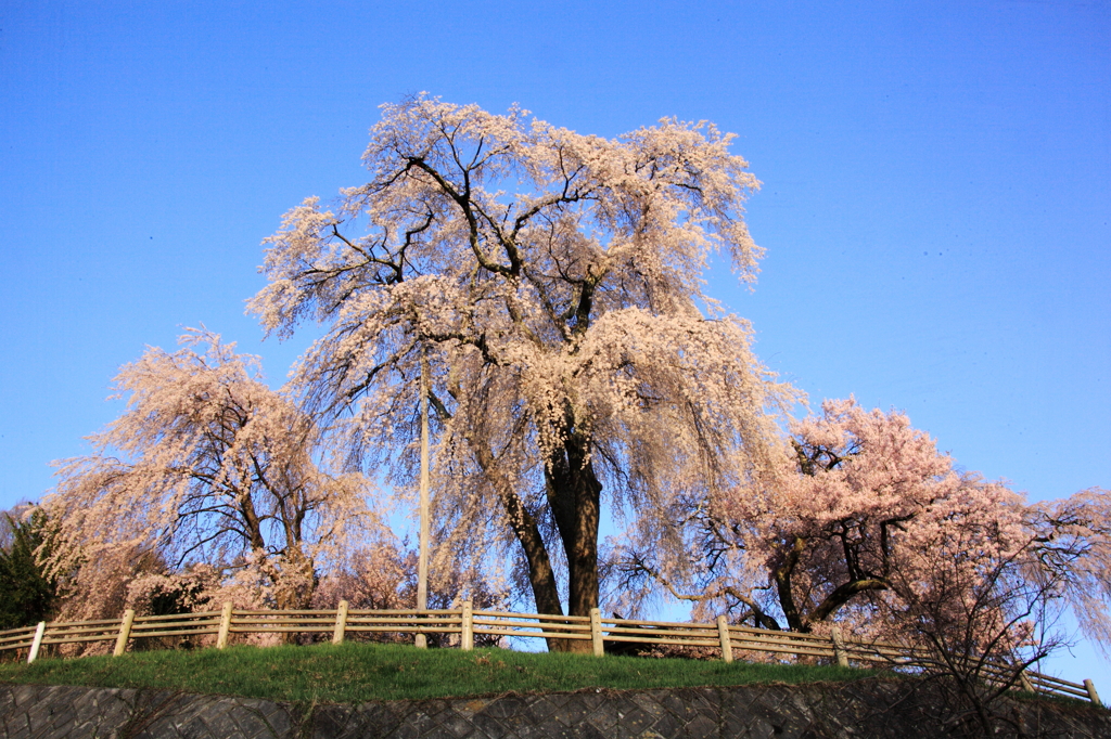 高遠：朝日で輝く勝間薬師堂の枝垂れ桜