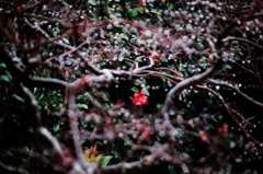 紅一点