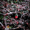 紅一点