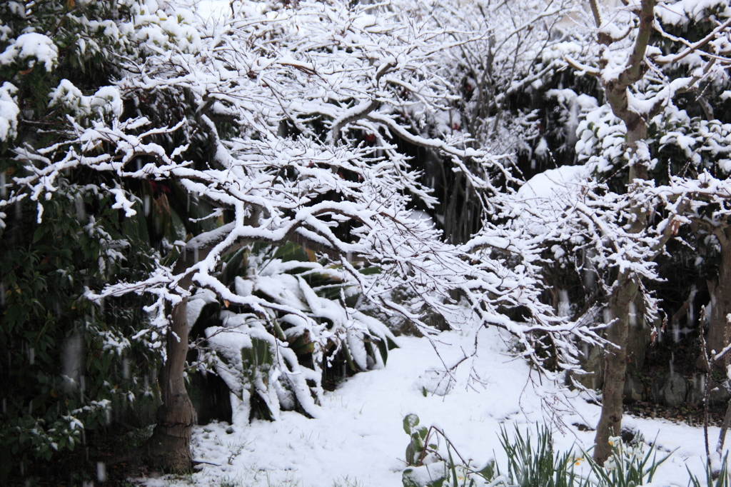 雪華