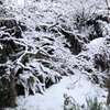 雪華