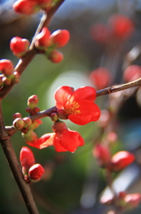 木瓜の花２