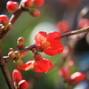 木瓜の花２