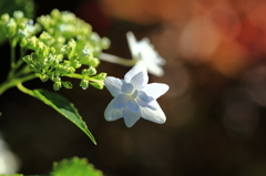 墨田の花火