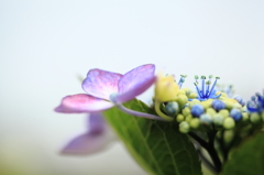 紫陽花