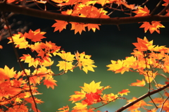 大沢池紅葉８ 