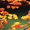 大沢池紅葉８ 