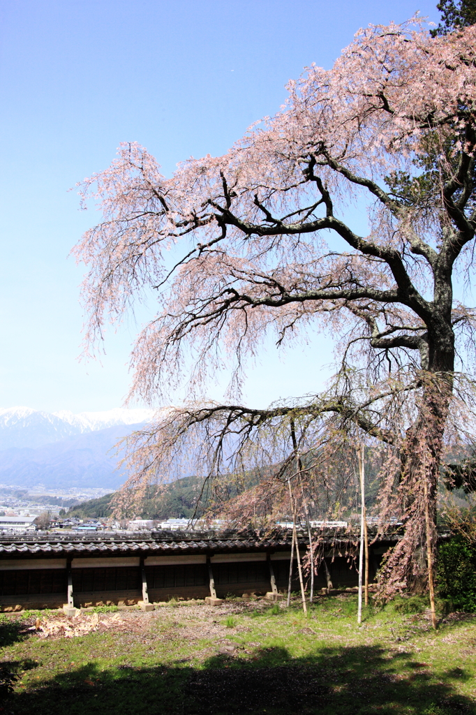  栖林寺の枝垂れ桜