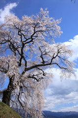 麻績の里　石塚桜