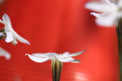 朱色の中の花ニラ