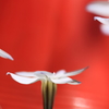 朱色の中の花ニラ