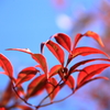 季節外れの紅葉