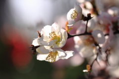 咲分けの木瓜の花