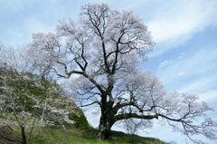 駒つなぎの桜（下から）
