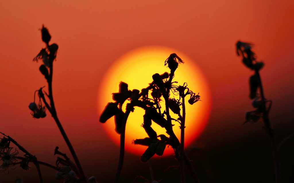 野草と夕陽