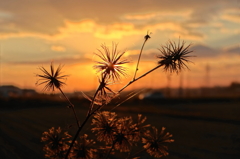 夕陽と野草